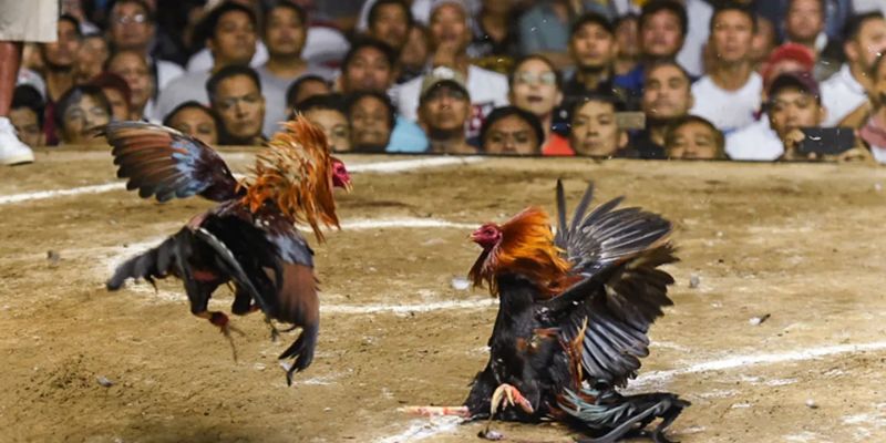 Đá Gà 98WIN 2 Thể loại đá gà cựa dao 98WIN